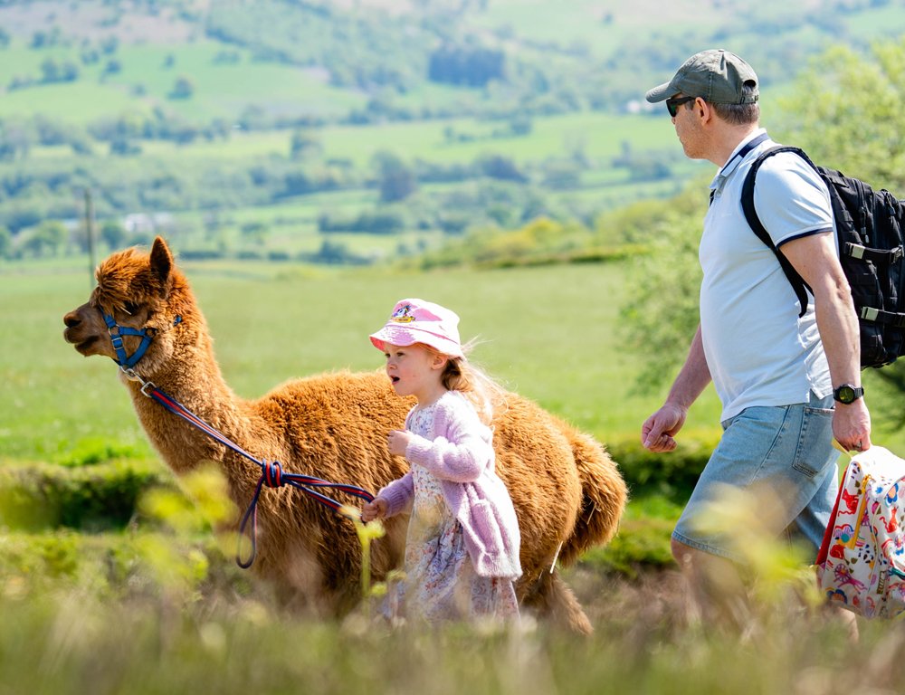 drumetie alaturi de alpaca