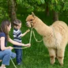 ferma alpaca