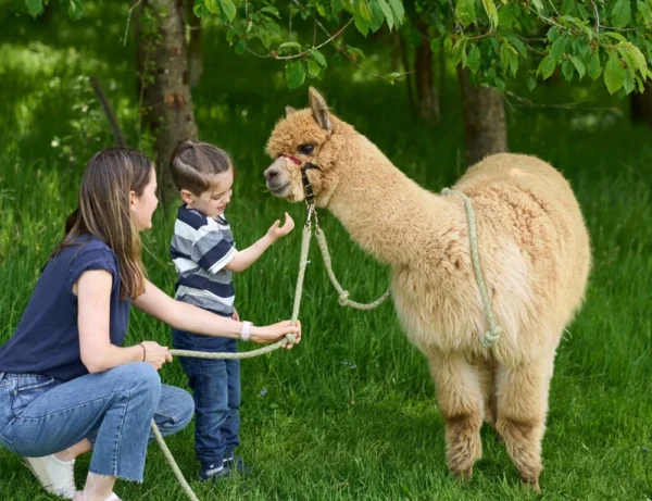 ferma alpaca