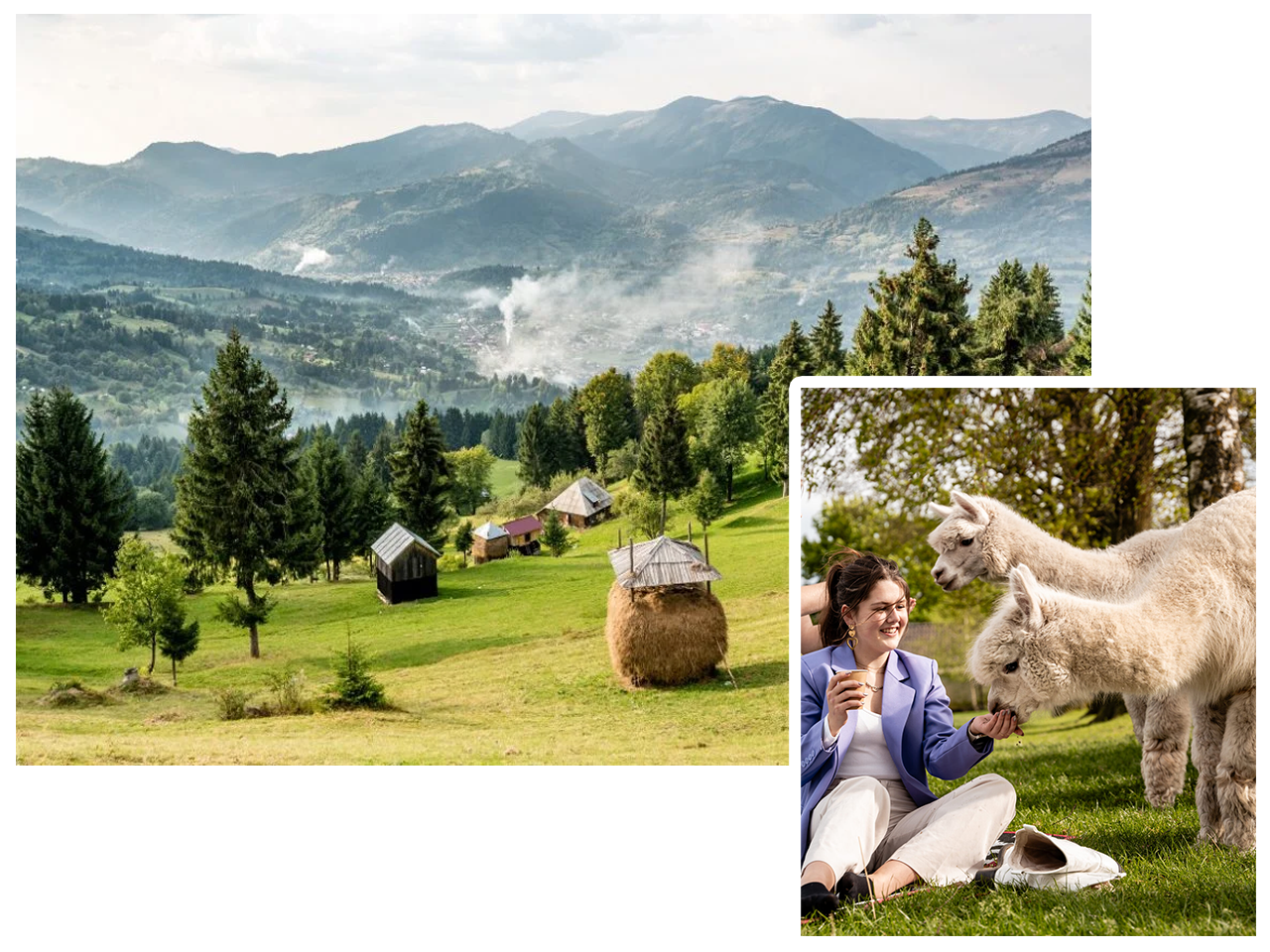 ferma alpaca maramures