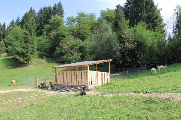 ferma alpaca maramures