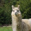 Alpaca Buffon