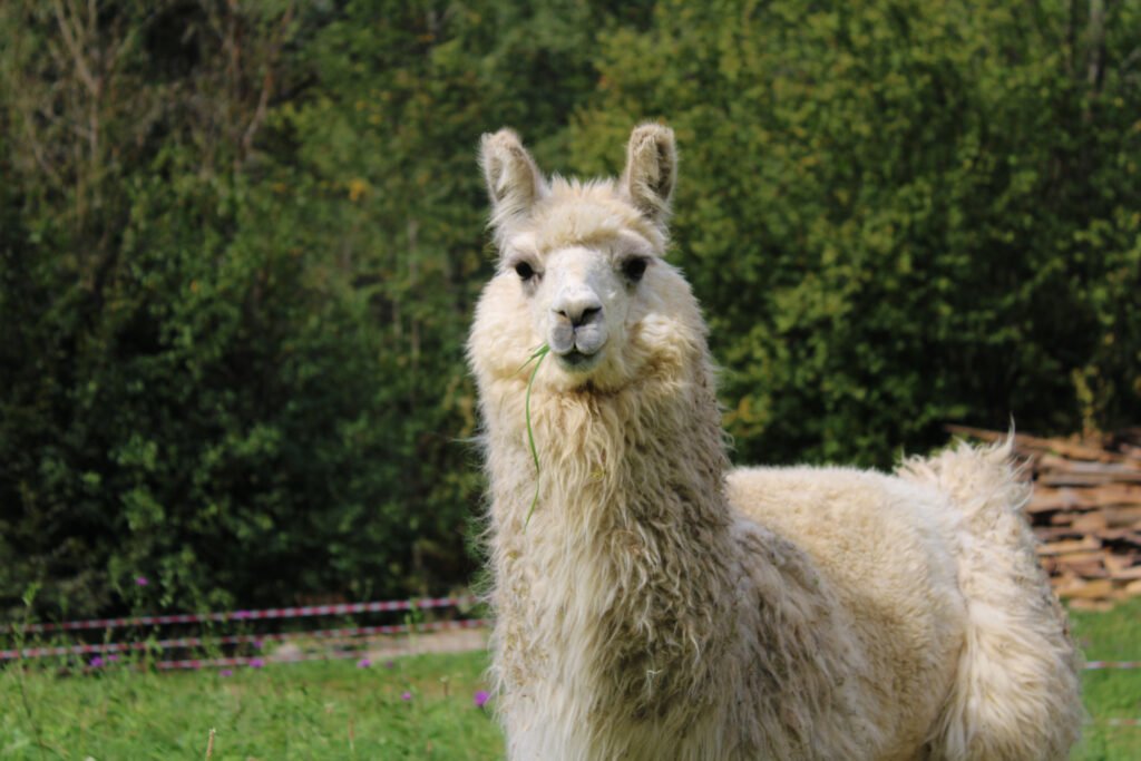 Alpaca Buffon