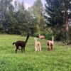 alpacale