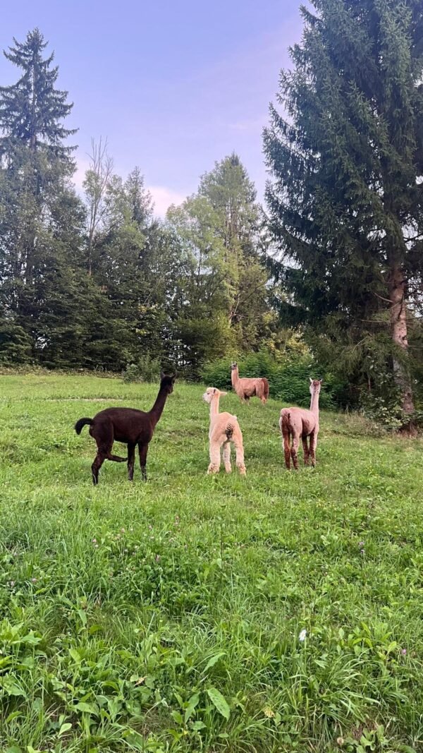 alpacale