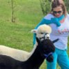 Alpacale