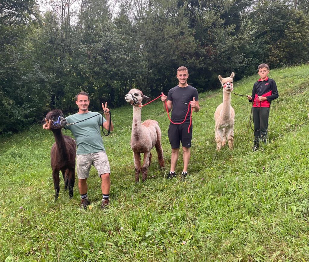 Drumetie alpaca maramures