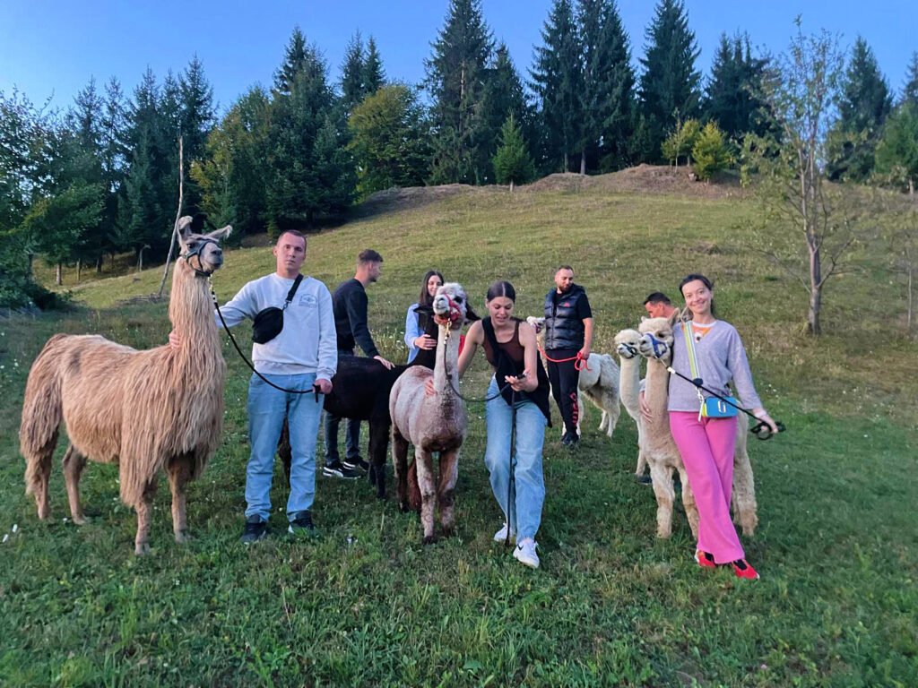 Plimbare cu alpacalele in sat poienile de sub munte